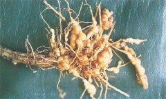 如何防治蒼術(shù)根結(jié)線蟲病，它有危害癥狀？