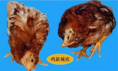 雞呼吸道疾病有哪些，防治治療的重點是什么？