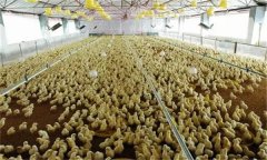 雛雞育雛舍通風換氣須注意什么？