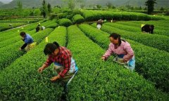 茶葉的采摘手法主要有哪些？