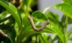 茶尺蠖防治方法，如何防治茶尺蠖為害？