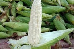 如何選擇糯玉米品種，糯玉米有哪些優(yōu)良品種？