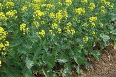 什么是“雙低”油菜，是指什么雙低？