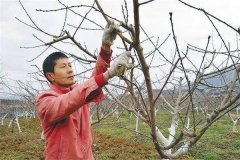 油桃樹(shù)如何通過(guò)修剪實(shí)現(xiàn)早產(chǎn)、豐產(chǎn)？
