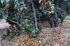 柑橘落果的原因有哪些，發(fā)生嚴(yán)重落果如何補救