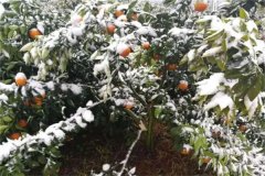 橘子樹(shù)冬季如何管理？這三項(xiàng)工作必不可少！