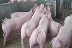 什么是商品豬？什么是肉脂型、瘦肉型豬？