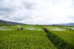 蔬菜病蟲害綠色防控技術(shù)主要有哪些？