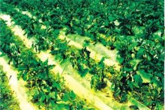 什么是蔬菜病蟲害綠色防控，主要內(nèi)容是什么？