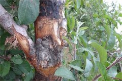 蘋果樹腐爛病的癥狀表現(xiàn)有哪些，如何防治？
