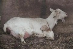 母羊分娩應(yīng)注意些什么，產(chǎn)后無奶怎么辦？