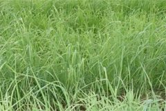 養(yǎng)羊常用哪些牧草，羊的飼養(yǎng)要注意哪方面？