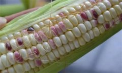 糯玉米種子如何處理，應(yīng)何時(shí)播種？