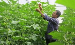 哈密瓜如何整枝留瓜，種植哈密瓜應(yīng)注意什么？
