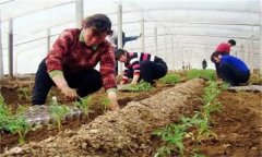 秋茬番茄在定植時(shí)應(yīng)該注意什么問題？