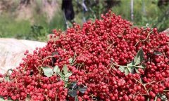 花椒的分級標準、包裝要求與貯藏方法