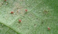 紅蜘蛛的為害癥狀、發(fā)生規(guī)律及防治措施有哪些