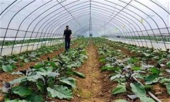 大棚蔬菜撒施肥料有什么危害？