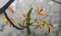 核桃雄花分化有幾個時期？