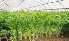 怎樣才能種好冬芹菜？