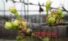 梨樹開花結果有什么特點？