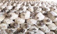 平菇發(fā)菌過程中產(chǎn)生雜菌的原因有哪些？