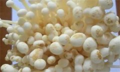 如何防治金針菇黑斑病，其發(fā)病條件是什么？