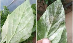 辣椒白粉病是什么原因引起的，如何防控？