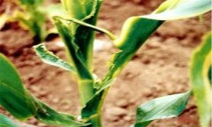 怎樣識(shí)別玉米鐮刀菌頂腐病？