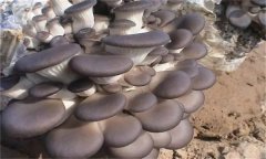 冬栽平菇如何采用簡易生物能保溫法？