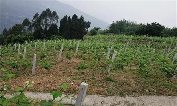 在河灘地、山地、鹽堿地和黏土地上建葡萄園
