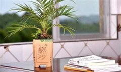 美麗針葵風(fēng)水作用 如何栽培和養(yǎng)護(hù)美麗針葵？