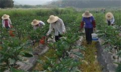 茄子如何高效施肥，給茄子施肥要注意什么？