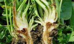 芹菜燒心是什么原因引起的？如何預防芹菜燒心