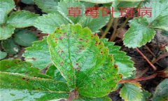 怎樣防治草莓葉斑?。ㄉ哐鄄。? /></a>
            <a href=