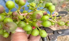 如何防治葡萄細(xì)菌性穿孔病？