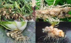 如何防治大白菜根腫病，其發(fā)生原因是什么？