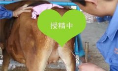 如何把握母牛輸精時(shí)間 輸精前應(yīng)做好哪些準(zhǔn)備？