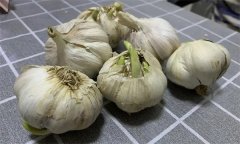 大蒜萌發(fā)期、幼苗期、鱗莖期、休眠期生育特點(diǎn)