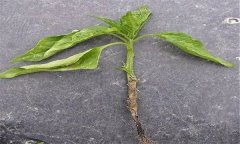 蔬菜苗期立枯病有哪些癥狀？用什么藥最好？
