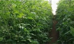 番茄定植前已施大量底肥，花前還追不追肥？