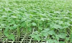 番茄怎樣育苗？番茄育苗技術(shù)操作要點
