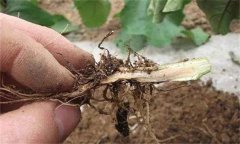 茄子漚根是什么原因造成的 怎樣預(yù)防茄子漚根？