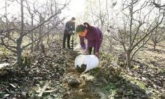 果樹(shù)配方施肥應(yīng)注意哪些問(wèn)題？