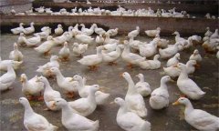產(chǎn)蛋鴨產(chǎn)蛋早期、中期與后期飼養(yǎng)管理有何不同