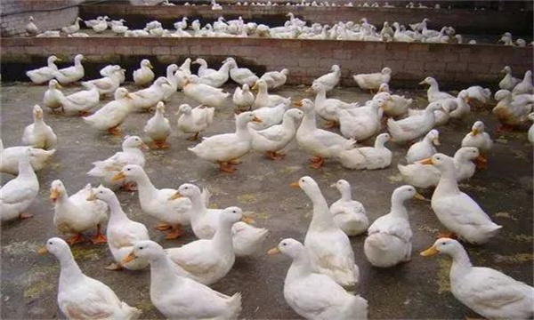 產(chǎn)蛋鴨產(chǎn)蛋早期、中期與后期飼養(yǎng)管理