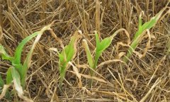 如何識(shí)別與防治草甘膦藥害？