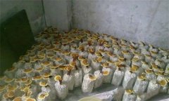 什么是靈芝瓶栽法？瓶栽靈芝怎樣進行管理？