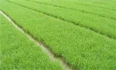 優(yōu)質(zhì)稻對(duì)播種和育秧的要求 其生長發(fā)育有何特點(diǎn)