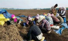 人參的采收、加工與貯藏方法簡介